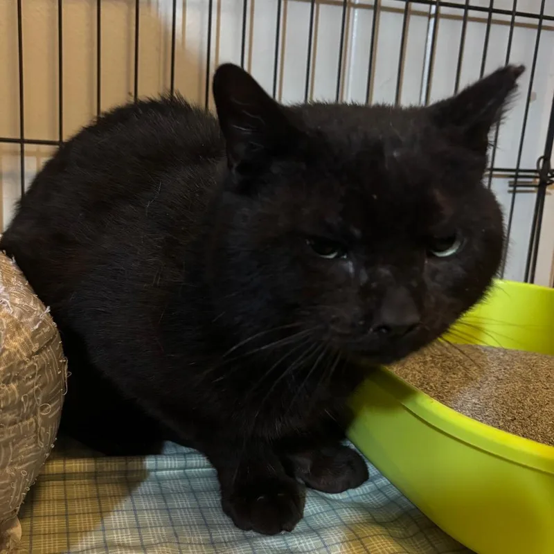 A senior large-sized male Black Domestic Short Hair cat named Happy Camper for adoption in Fairmont, WV