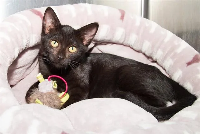 A baby small-sized female Domestic Short Hair cat named Queso Fresco for adoption in Santa Monica, CA