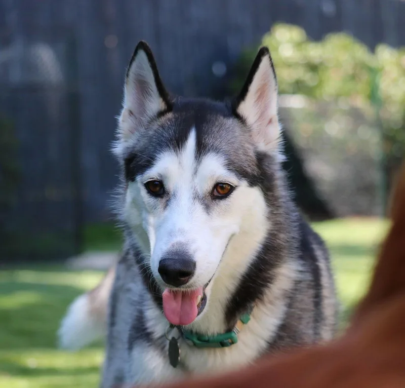 An adult medium-sized female Siberian Husky dog named Asha  Courtesy Listing for adoption in San Diego, CA