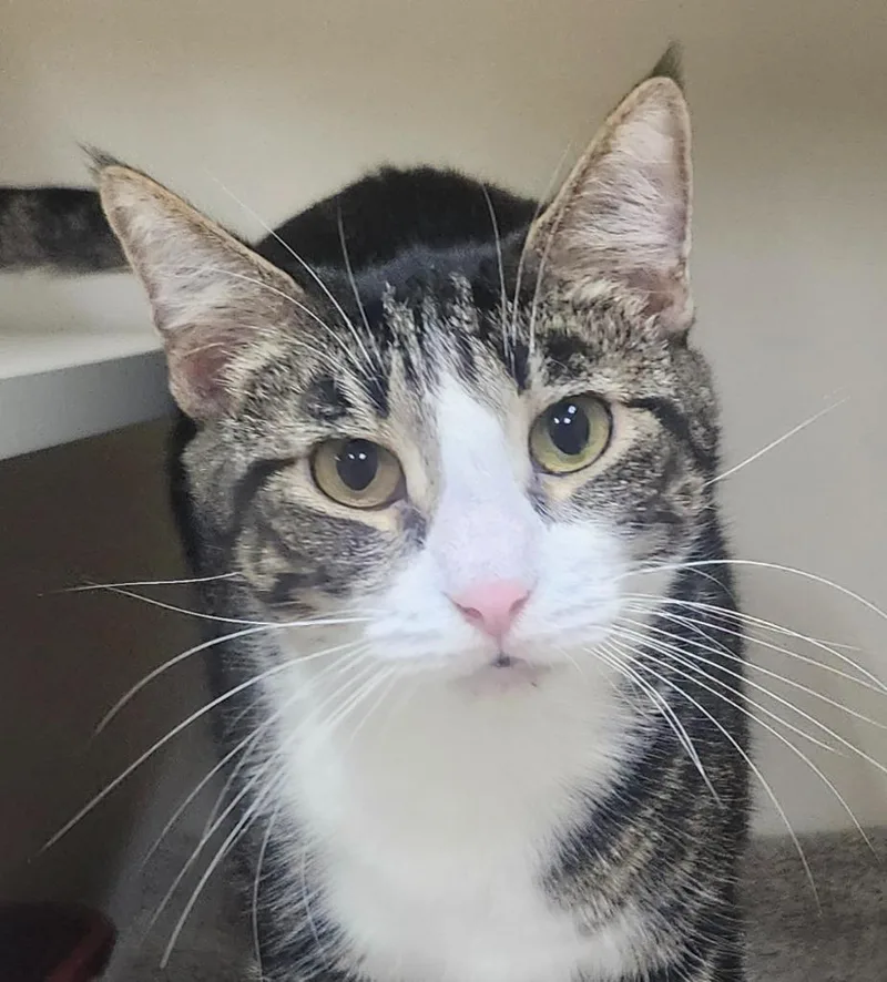An adult small-sized female Domestic Short Hair cat named Soxy Roxy for adoption in Little Rock, AR