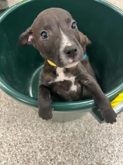 A baby small-sized male Terrier dog named Big Bird for adoption in Gastonia, NC