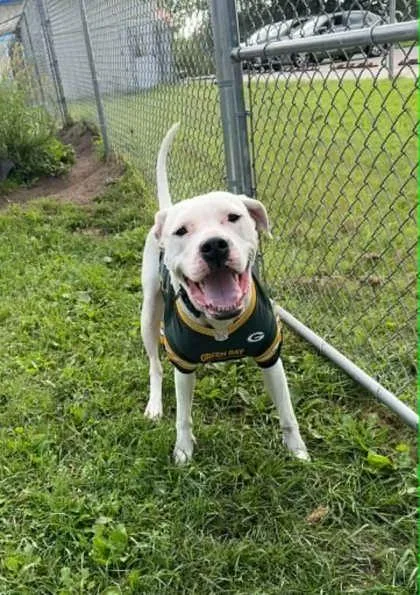 An adult large-sized female White / Cream Dogo Argentino dog named Peaches for adoption in Waupaca, WI