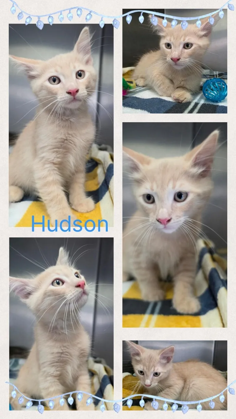 A young medium-sized male Cream / Ivory Domestic Short Hair cat named Hudson for adoption in Universal City, TX