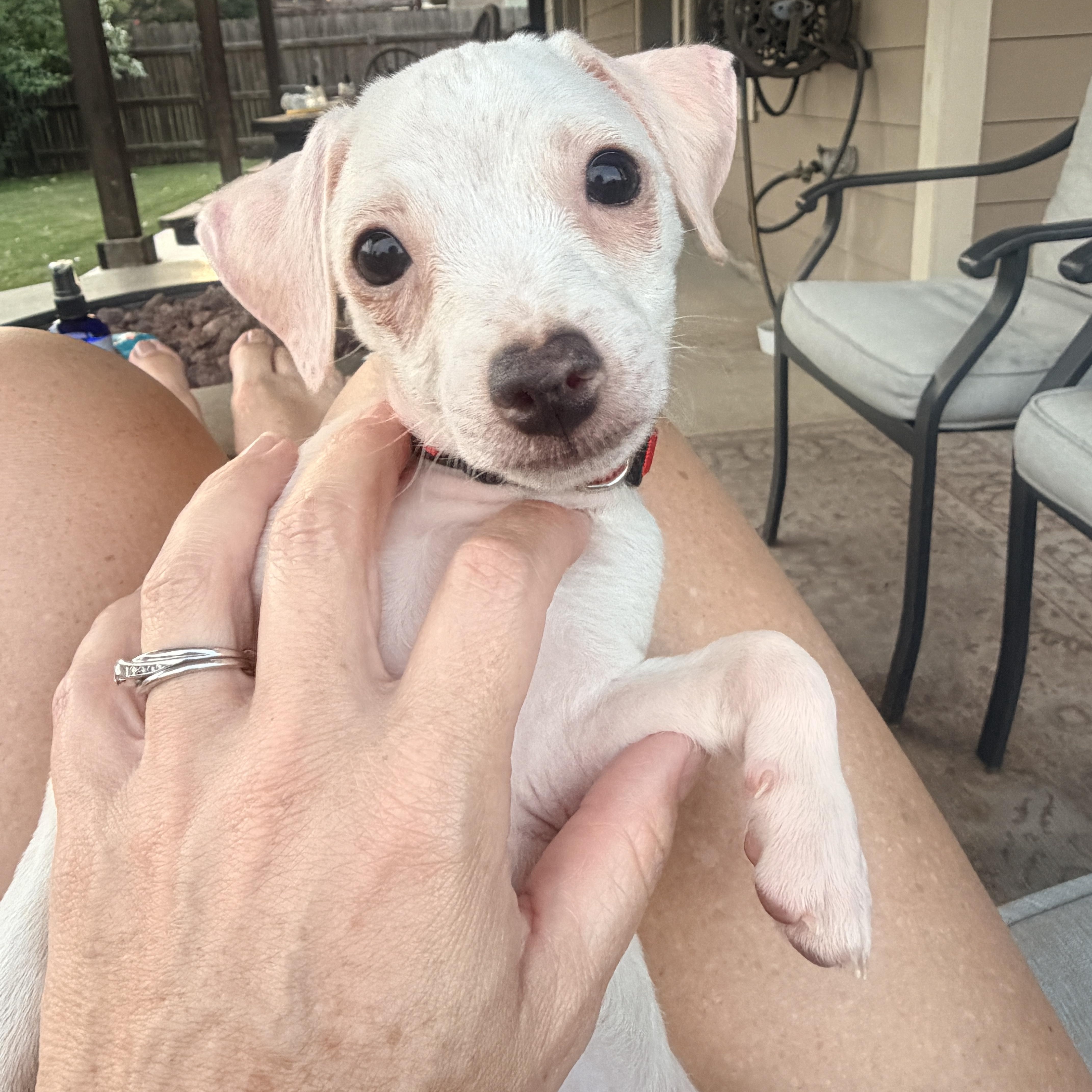 A baby small-sized male Chihuahua dog named Teddy for adoption in San Antonio, TX