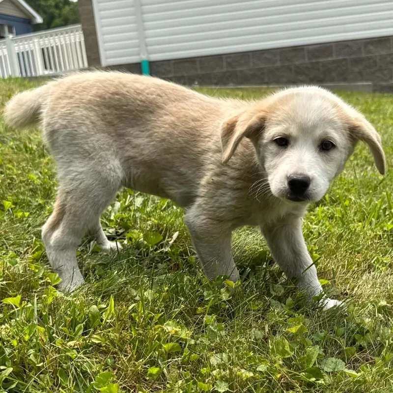Lu