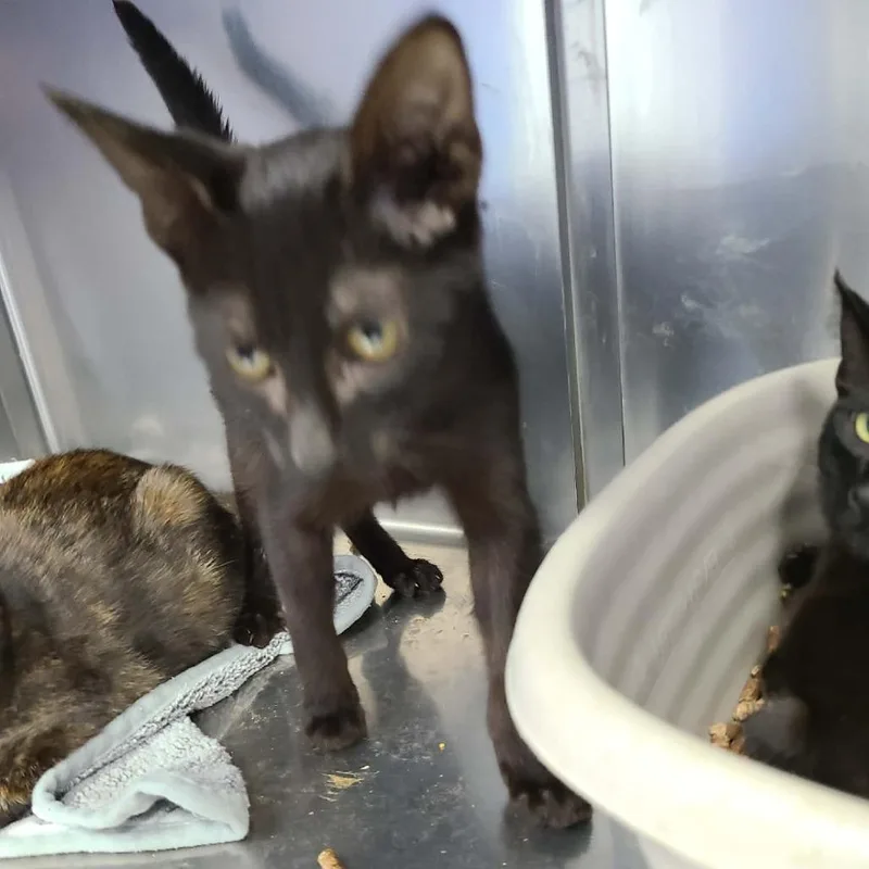A baby small-sized male Domestic Short Hair cat named Poe for adoption in Coos Bay, OR