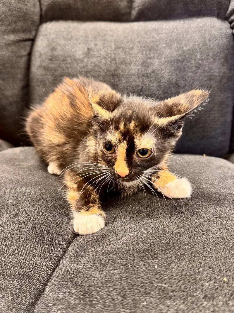 A baby medium-sized female Torbie Domestic Short Hair cat named Salsa for adoption in Midland, MI