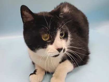 A senior small-sized male Domestic Short Hair cat named Gino for adoption in Coon Rapids, MN