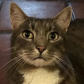 A senior extra large-sized male Domestic Short Hair cat named Little Kit for adoption in Santa Fe, NM