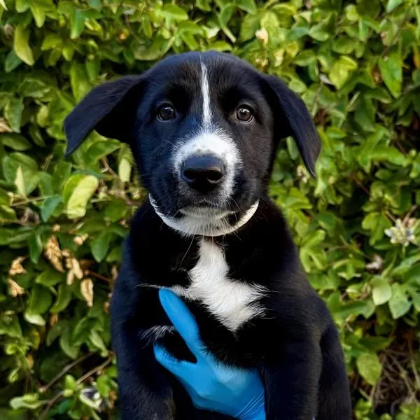 Camassia thumbnail 2