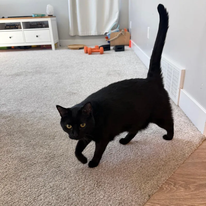 An adult small-sized female Black Domestic Short Hair cat named Pantera Scarborough for adoption in Eagle Mountain, UT
