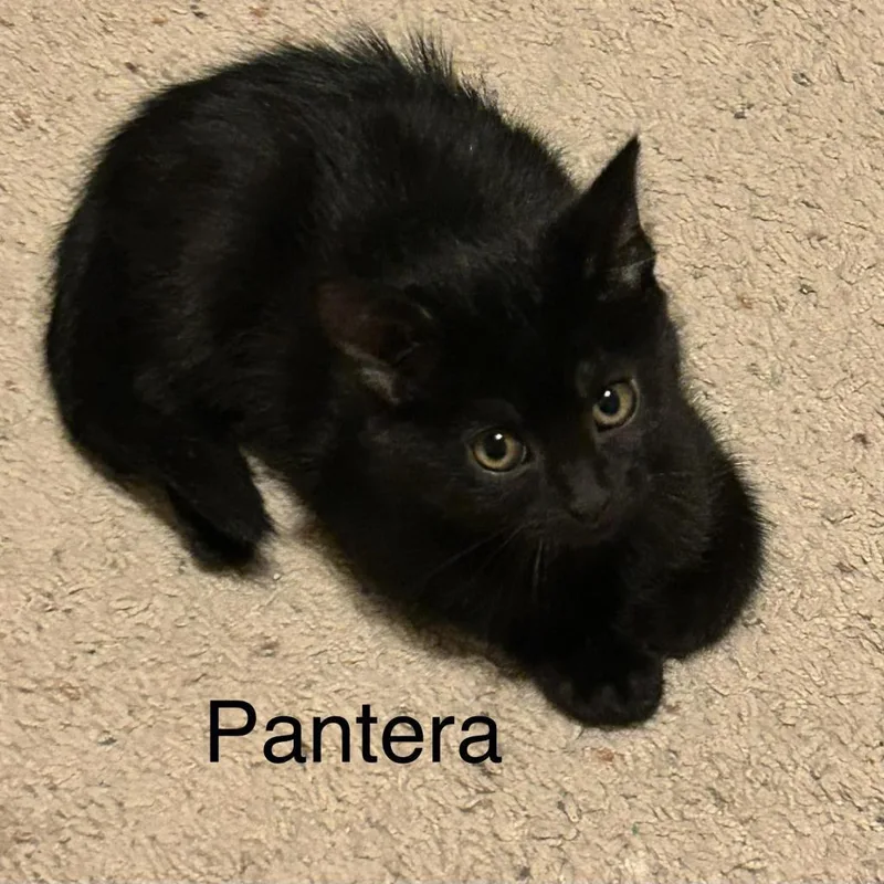 Pantera Scarborough thumbnail 4