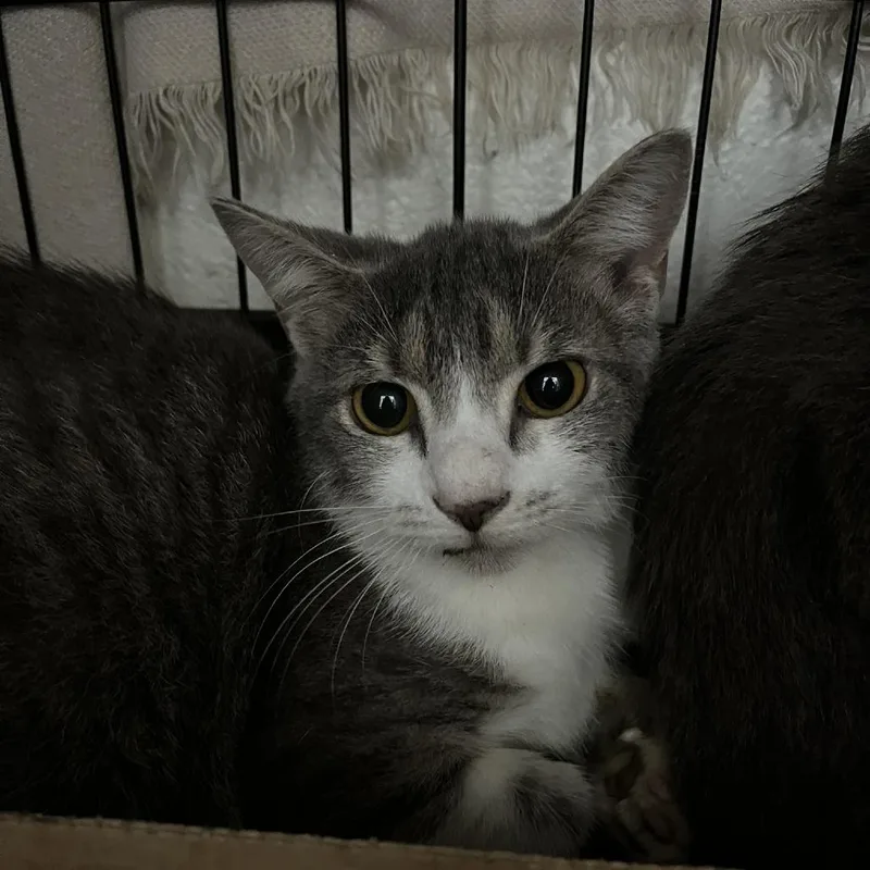 An adult medium-sized male Gray / Blue / Silver Domestic Short Hair cat named Alcove for adoption in Verona, VA