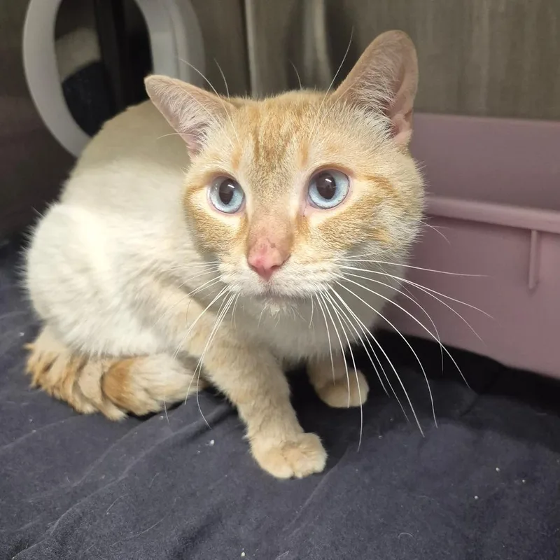An adult medium-sized male Cream / Ivory Domestic Short Hair cat named David for adoption in Kingman, KS