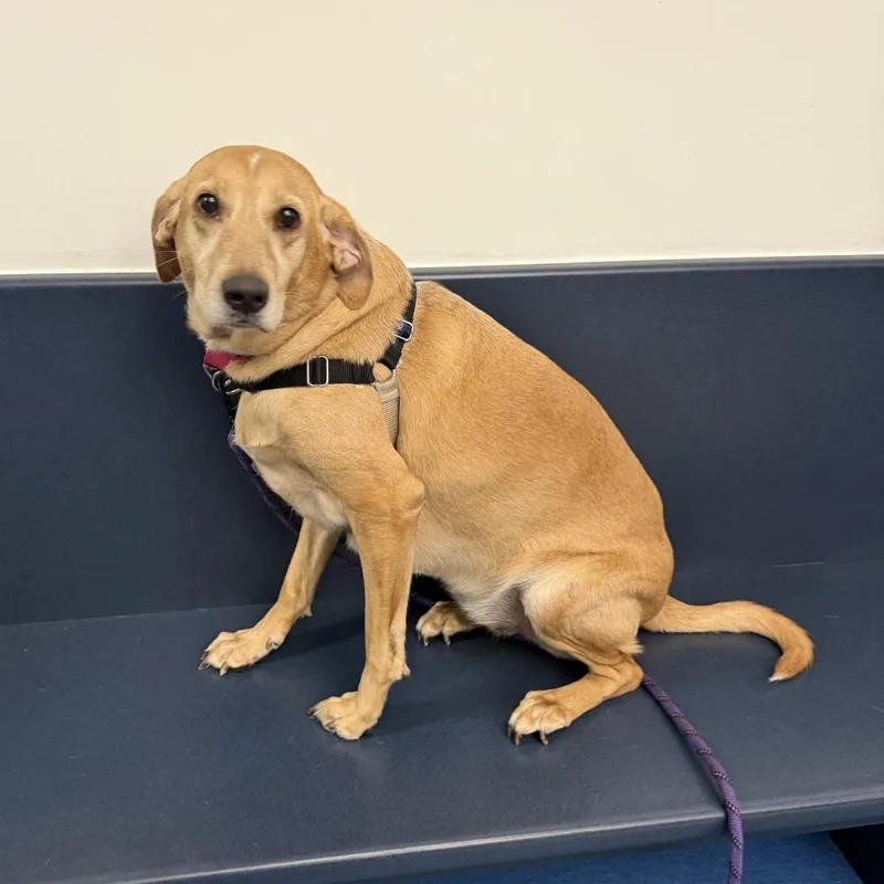 An adult large-sized female Yellow / Tan / Blond / Fawn Hound dog named Rylee for adoption in Pittsburgh, PA