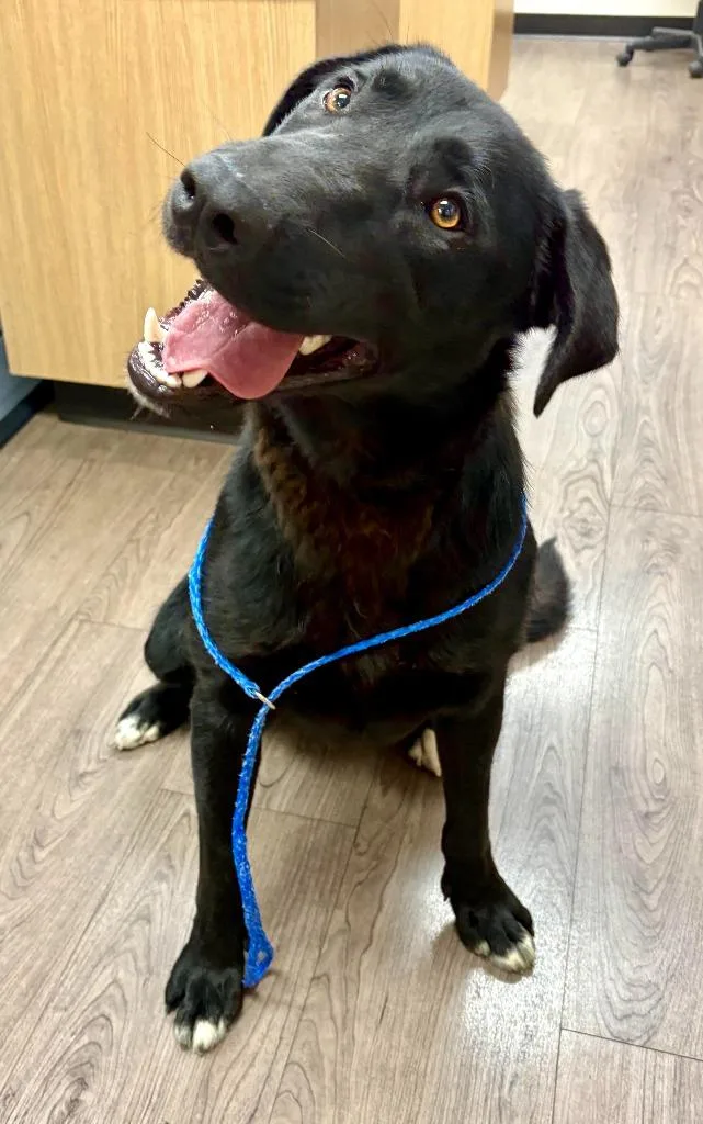 A young medium-sized male Labrador Retriever dog named Gerald for adoption in Gillette, WY