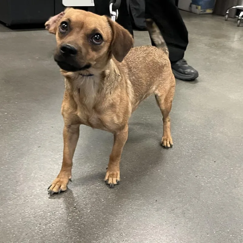 An adult small-sized female Yellow / Tan / Blond / Fawn Chihuahua dog named Luisa for adoption in Palm Springs, CA
