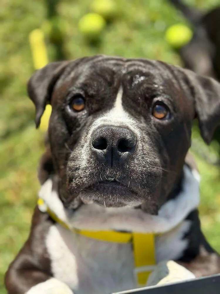 An adult medium-sized male American Bulldog dog named Hobbs for adoption in Canyon Country, CA