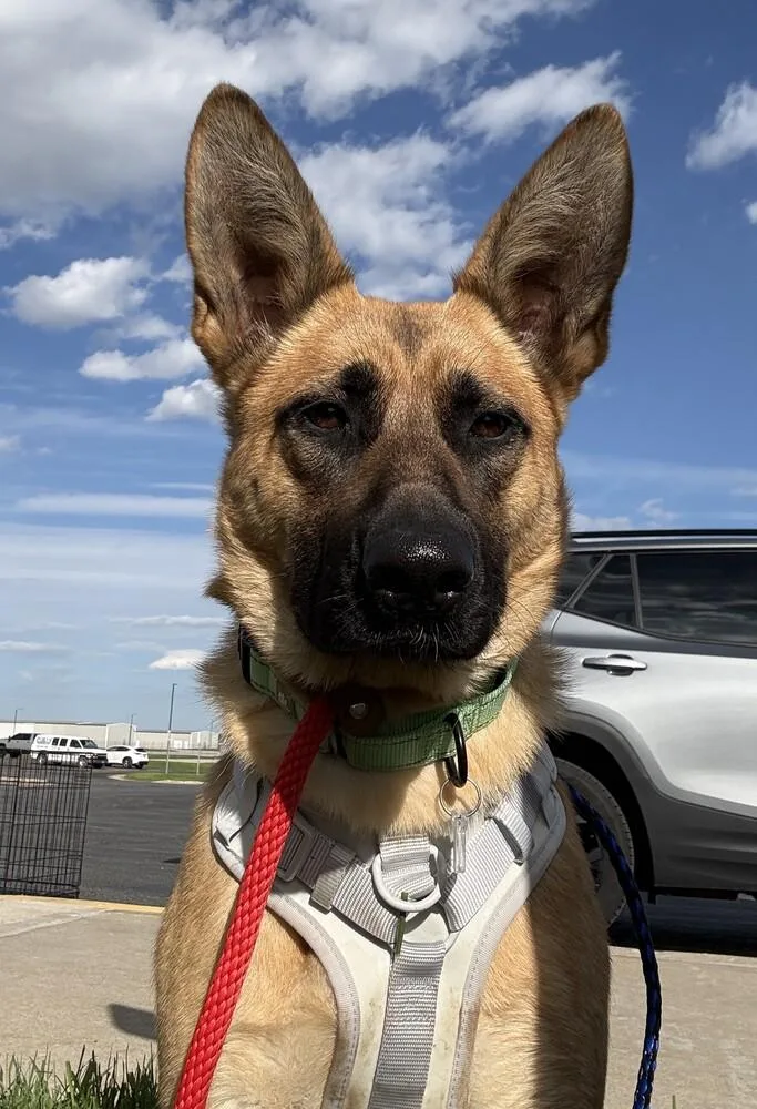 An adult large-sized female German Shepherd Dog dog named Bettina for adoption in Fredonia, WI