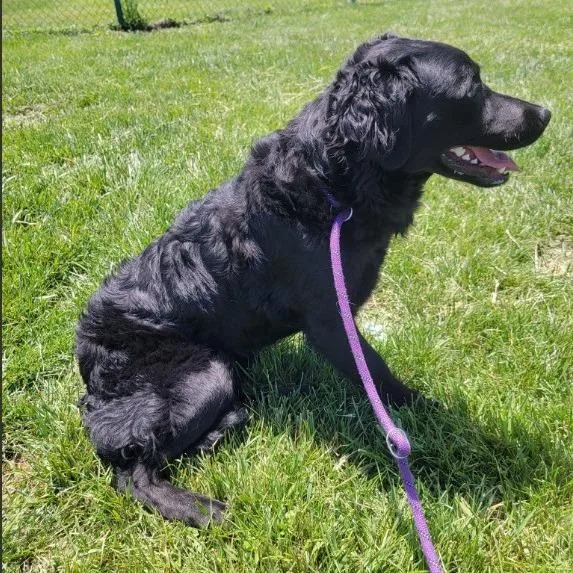 A young medium-sized female Black Labrador Retriever dog named Curly for adoption in Fairfax, VA