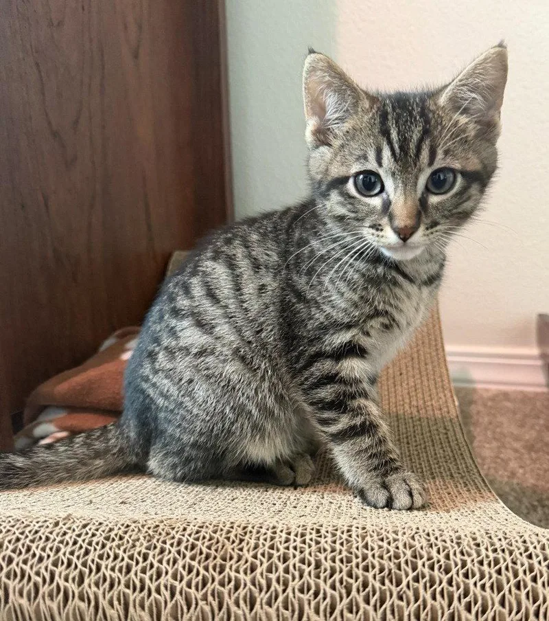 A baby medium-sized male Domestic Short Hair cat named Louis for adoption in St. Helens, OR