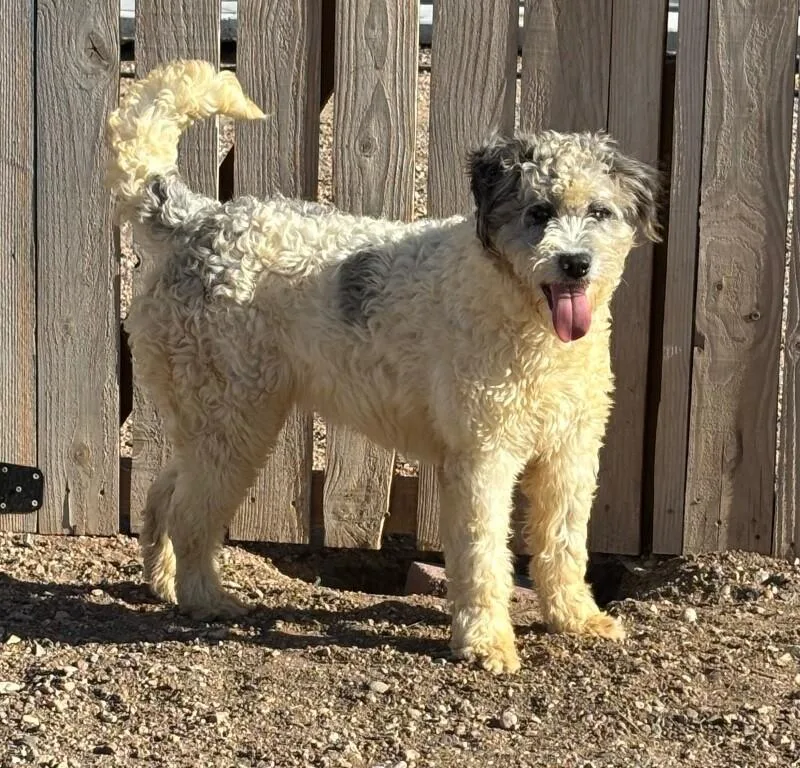 A young medium-sized female Standard Poodle dog named Yettie for adoption in Windsor, CO
