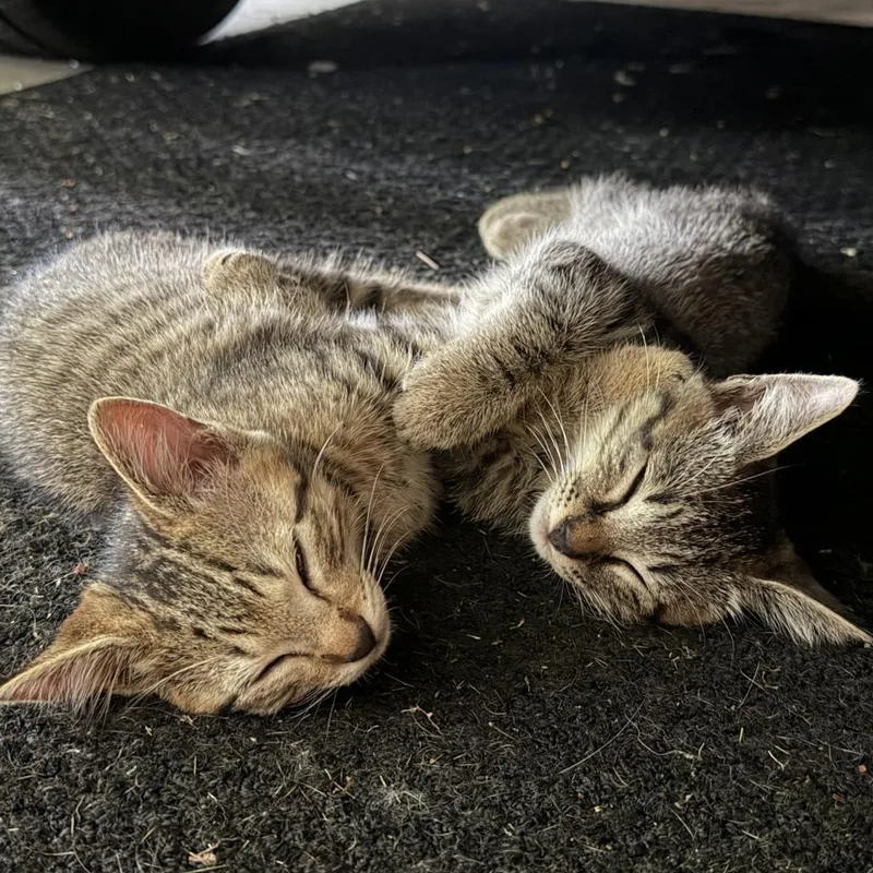 A baby small-sized male Brown / Chocolate Domestic Short Hair cat named Howard & Pickles for adoption in Huntsville, AL