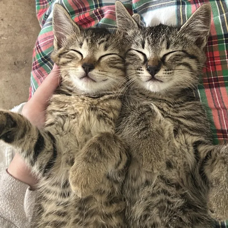 Howard & Pickles thumbnail 2