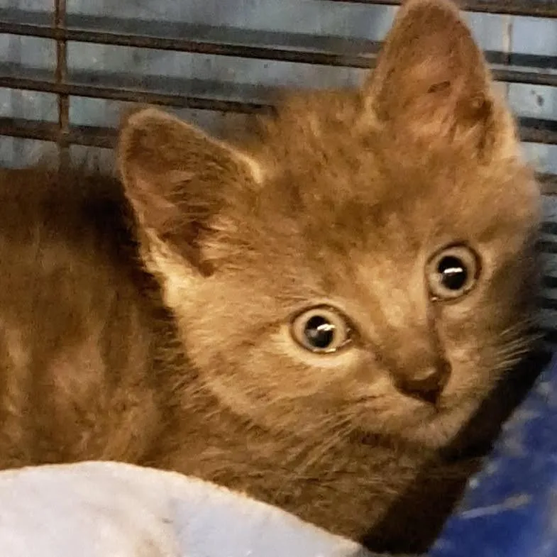 A baby small-sized female Gray / Blue / Silver Domestic Short Hair cat named Laykin for adoption in Green Forest, AR