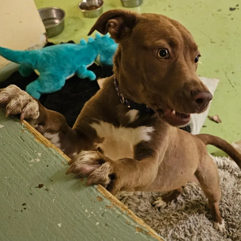 A baby medium-sized female Brown / Chocolate Mixed Breed dog named Hazel for adoption in Melrose, FL