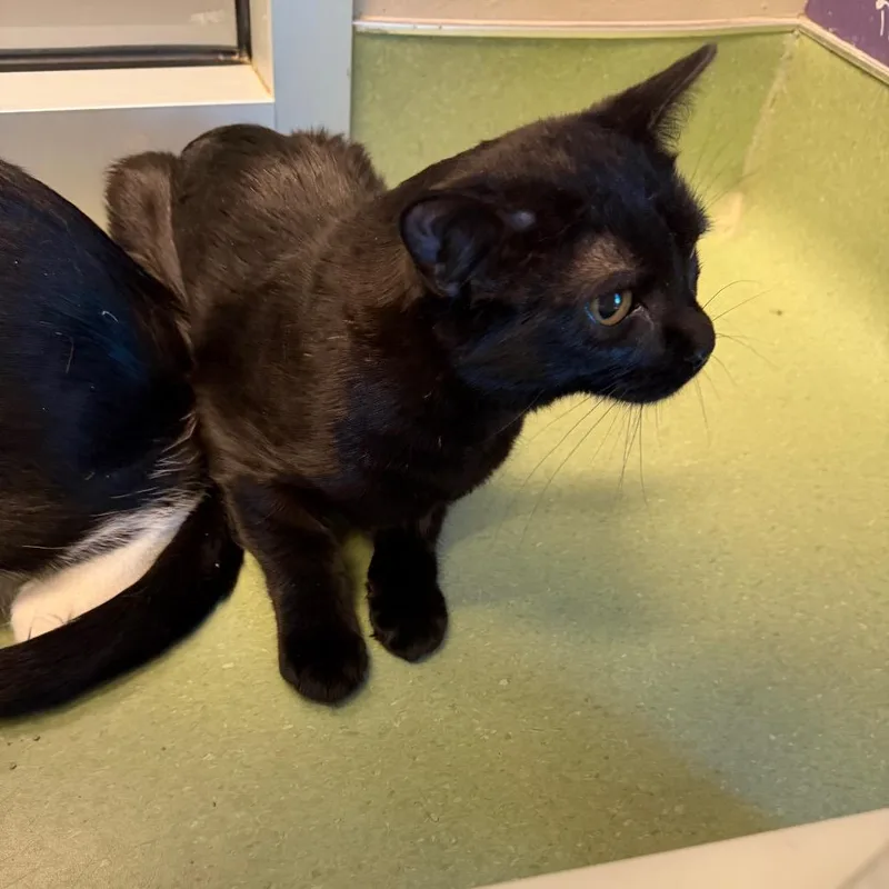A baby small-sized female Black Domestic Short Hair cat named Raven for adoption in Norman, OK