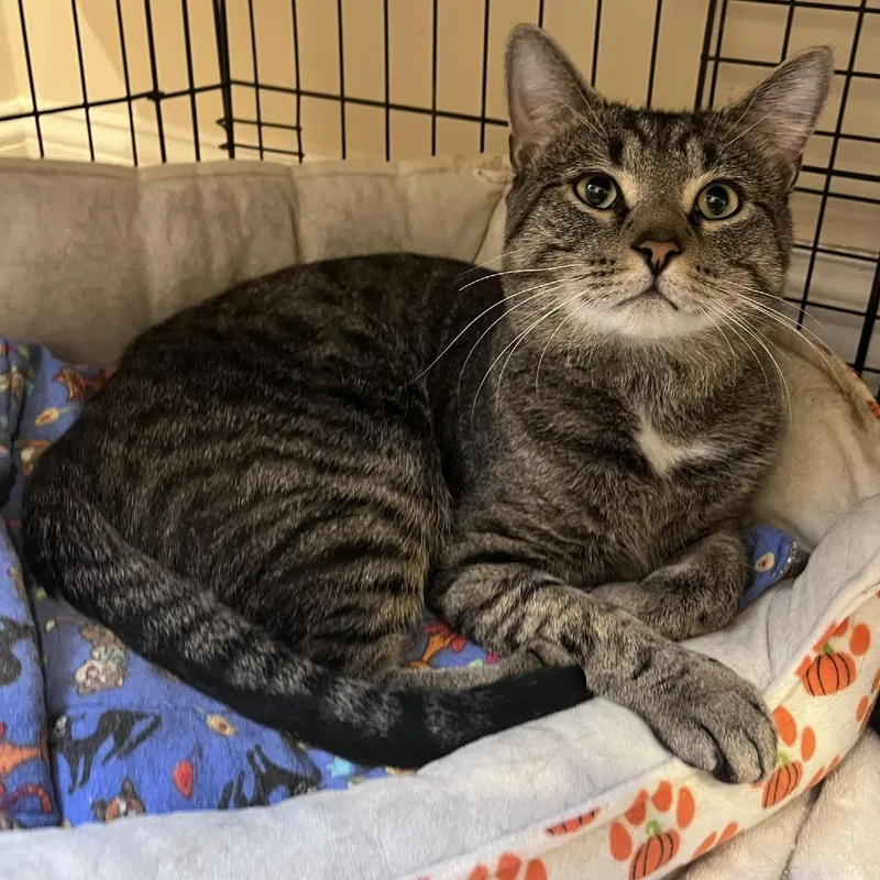 A young large-sized male Brown / Chocolate Domestic Short Hair cat named Craig for adoption in Ashland, MA