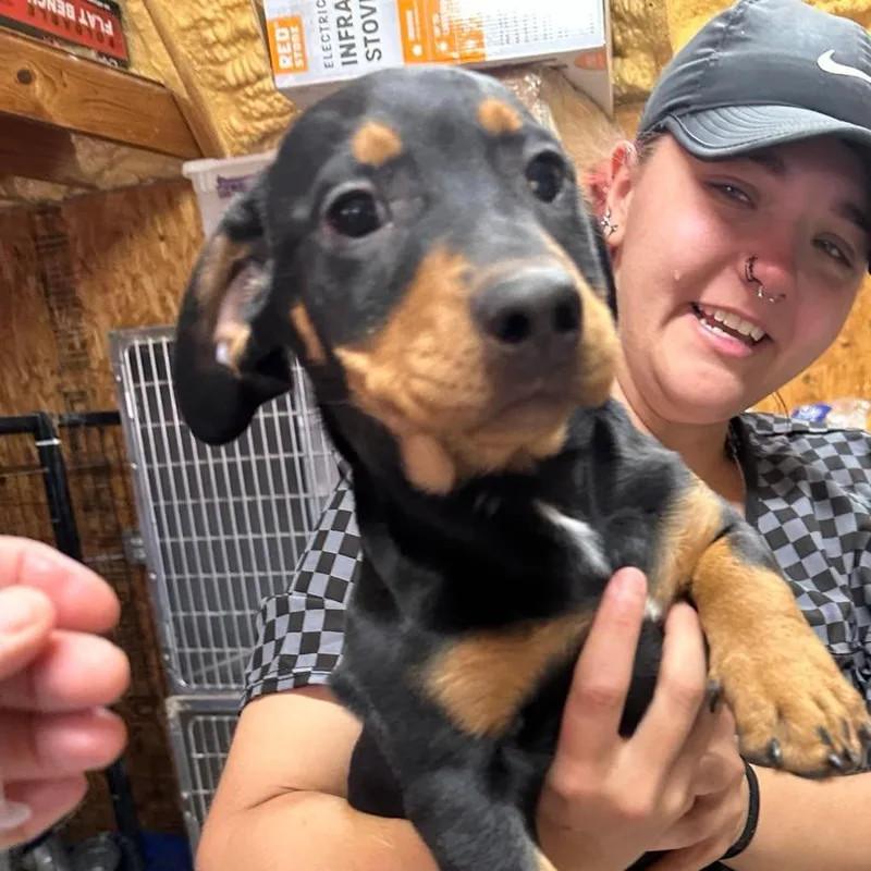 A baby small-sized female Black Dachshund dog named Caliope for adoption in Loves Park, IL