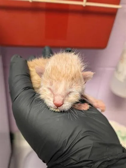 A baby small-sized male Orange / Red Domestic Short Hair cat named 61220390 for adoption in El Paso, TX
