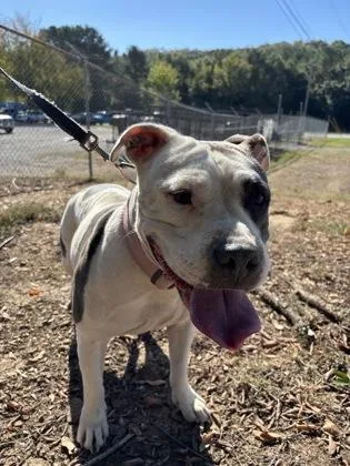 An adult large-sized female Pit Bull Terrier dog named Lulu for adoption in Conway, AR