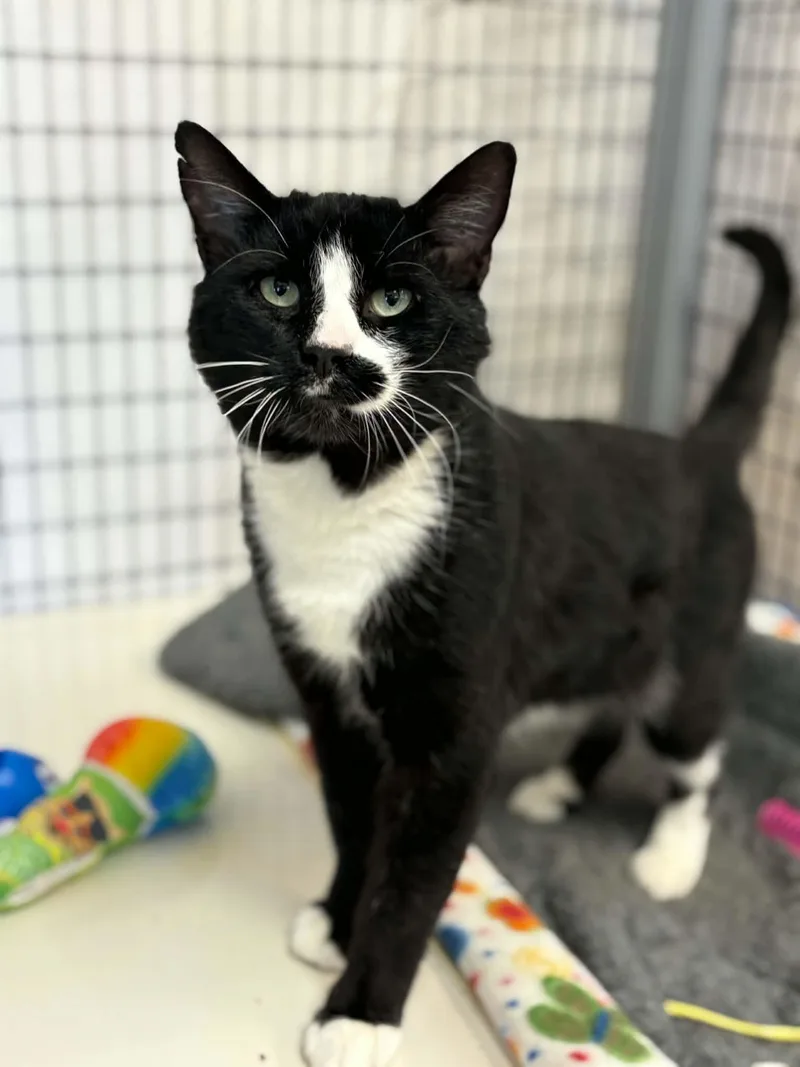 An adult medium-sized male Domestic Short Hair cat named Avery for adoption in Grants Pass, OR