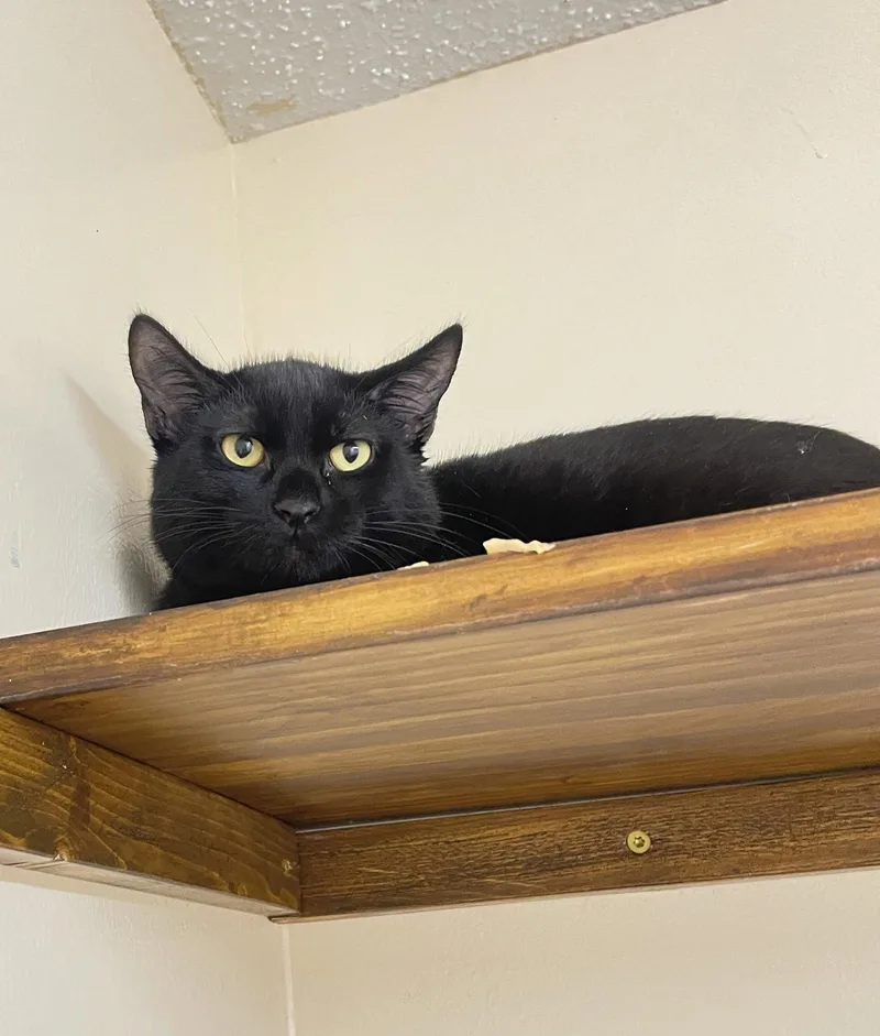 A baby medium-sized male Black Domestic Short Hair cat named Griffin for adoption in Champaign, IL