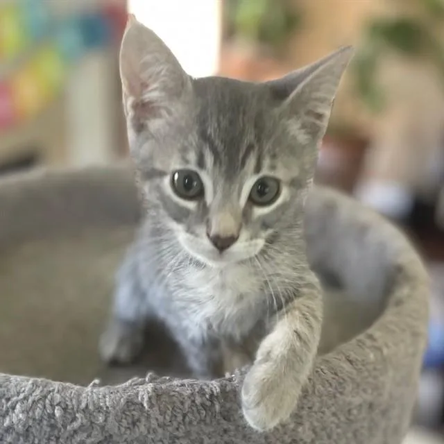 Juliet
