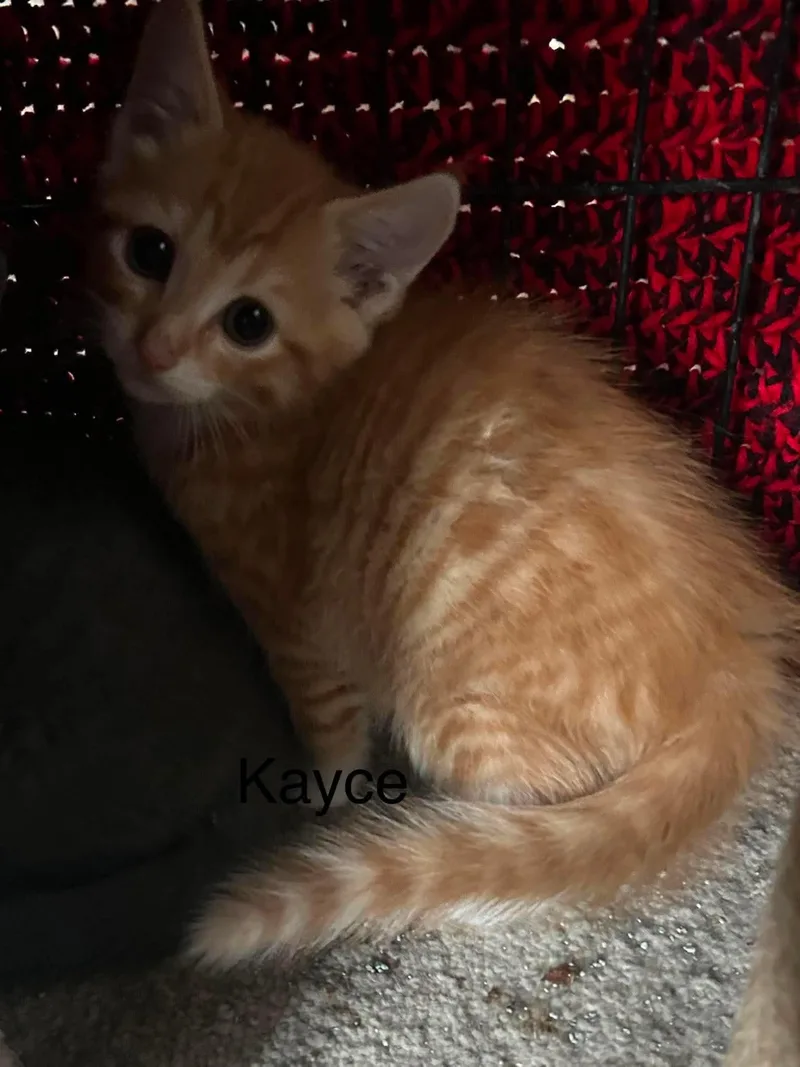 A baby medium-sized male Domestic Short Hair cat named Kayce for adoption in hinckley, IL