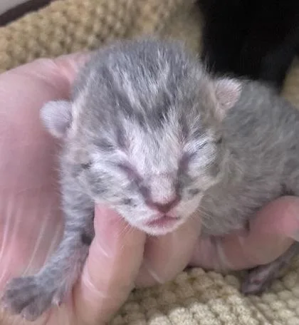 A baby small-sized male Domestic Short Hair cat named Pippin for adoption in Cincinnati, OH