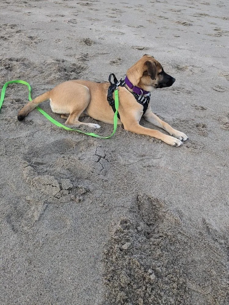 Mama Malibu Pup: Capri