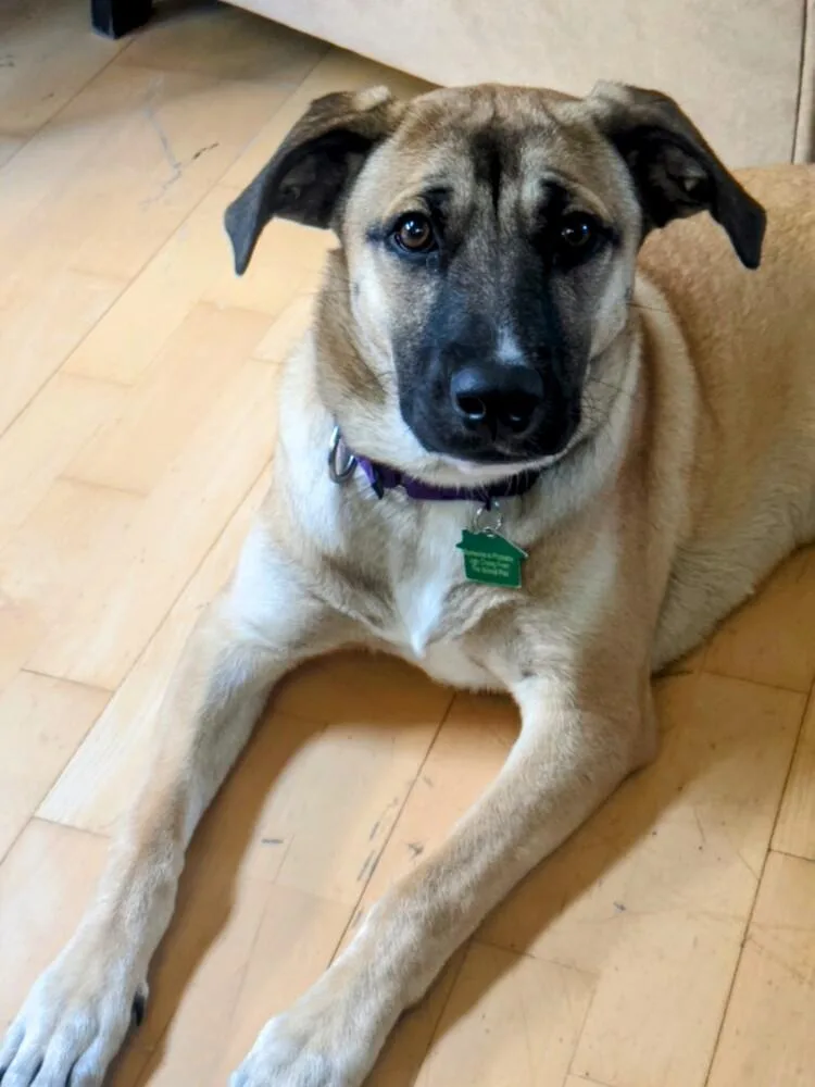 Mama Malibu Pup: Capri thumbnail 2