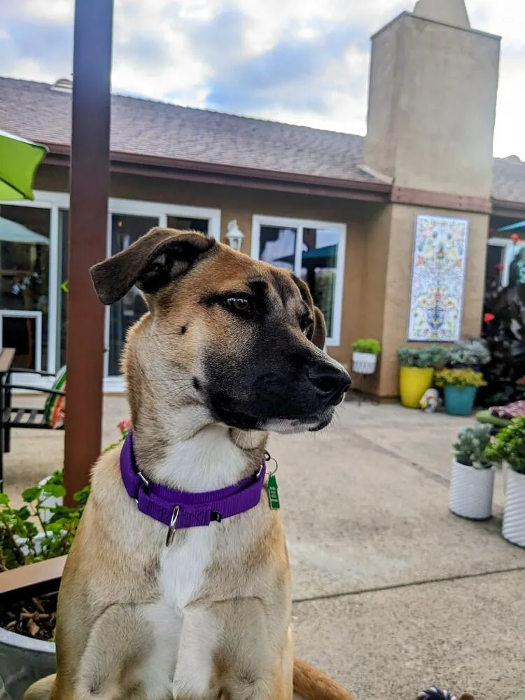 Mama Malibu Pup: Capri thumbnail 3