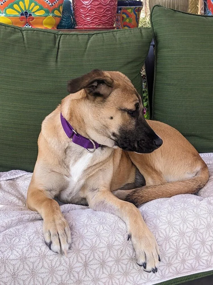 Mama Malibu Pup: Capri thumbnail 4