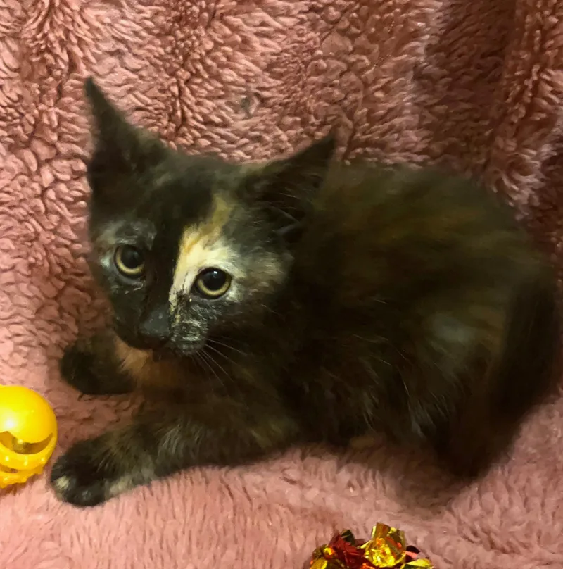 A baby medium-sized female Tortoiseshell cat named Houdina for adoption in Columbia, SC