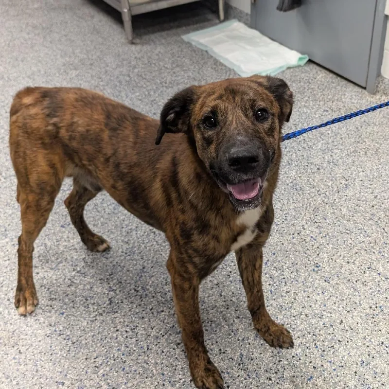 An adult medium-sized male Brown / Chocolate Mixed Breed dog named Pineapple for adoption in Greenville, SC