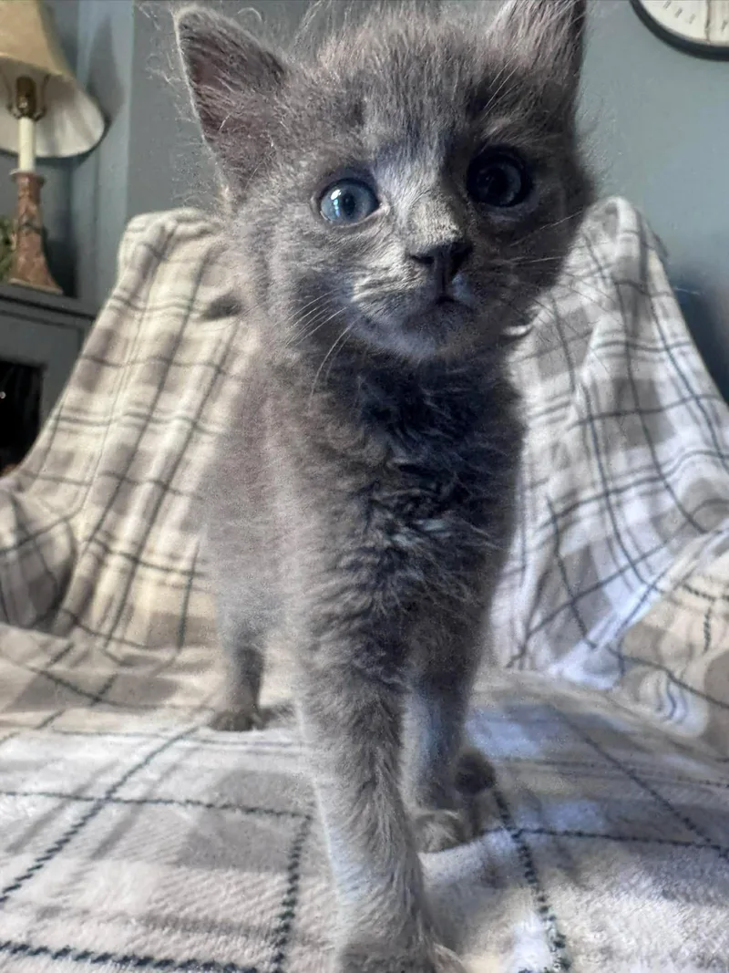 A baby small-sized male Gray & White Domestic Short Hair cat named Car litter Ford for adoption in Charlotte, NC