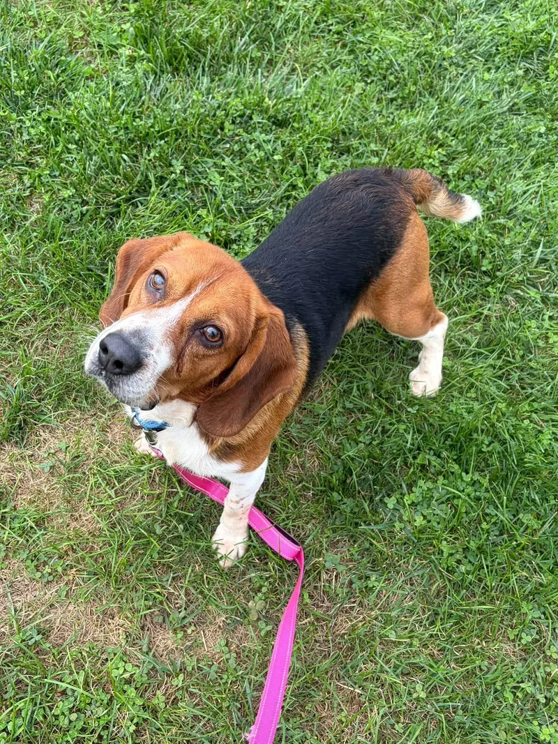 A senior medium-sized male Basset Hound dog named Doc for adoption in Valparaiso, IN