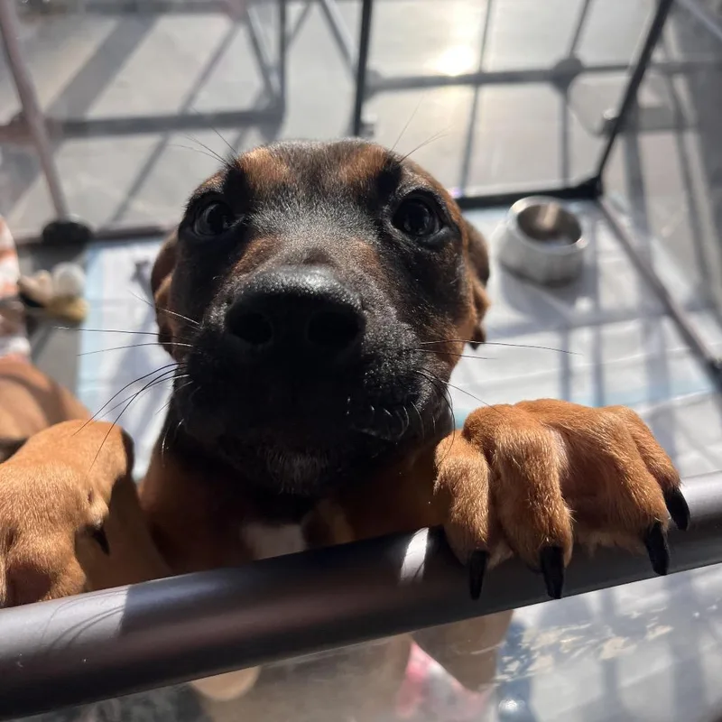 A young small-sized male Brown / Chocolate Mixed Breed dog named Dynamo for adoption in Bentonville, AR