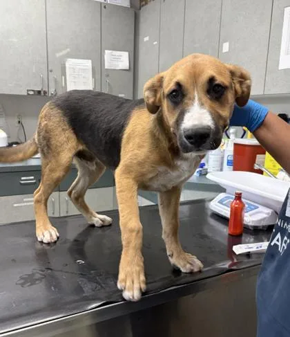 A baby medium-sized male German Shepherd Dog dog named Mccartney for adoption in Oakland, CA